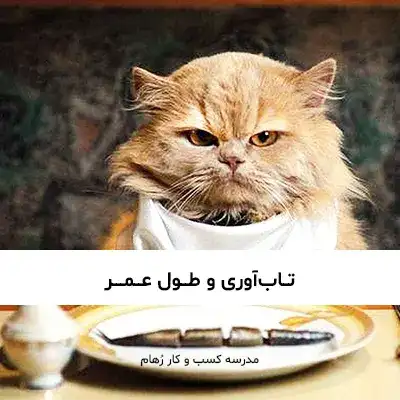 تاب آوری چیست؟ تصویر در مورد گربه ای است که تاب آوری را تمرین می کند